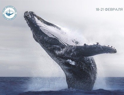Дни защиты морских млекопитающих