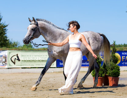 II конный фестиваль «Лошади Янтарного края»