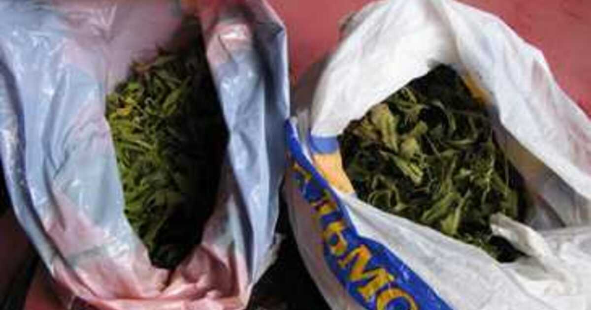 Купить марихуану в калининграде семена конопли в фирменная упаковка