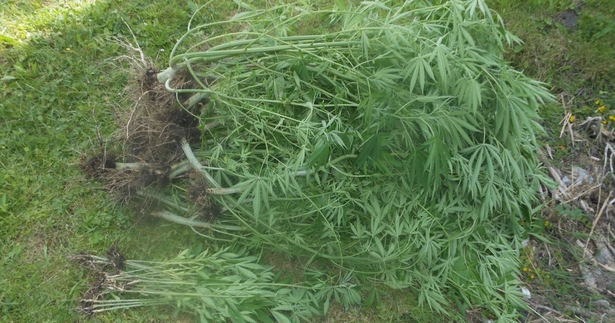Выращивание конопли автоцвета под наркотиком видео