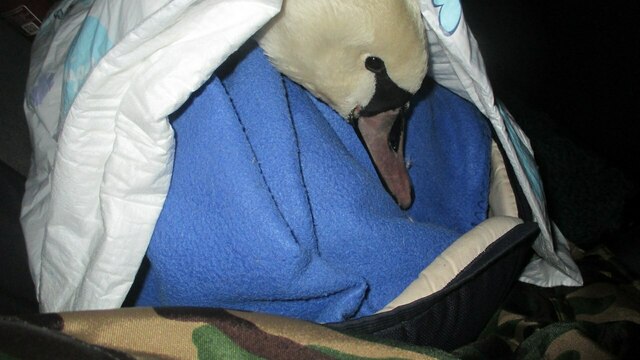 За неделю калининградцы привезли в приют для диких животных 23 замёрзших лебедя