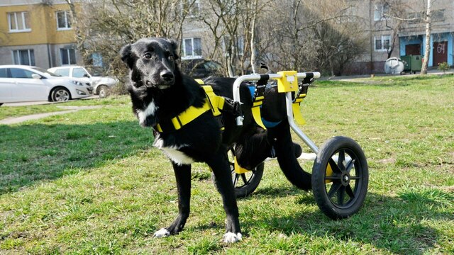 В Калининграде ищут передержку для собаки-инвалида, передвигающейся на коляске (фото)