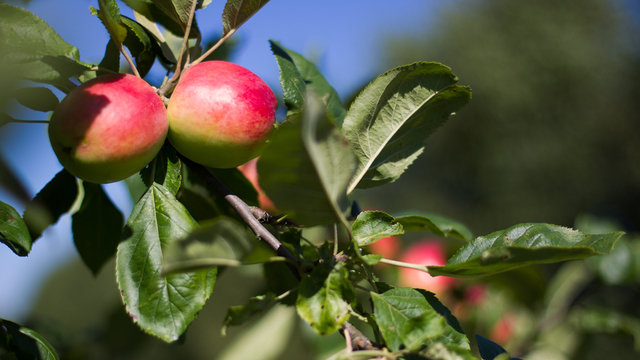 Белоруссия поставила в Россию в прошлом году в пять раз больше яблок, чем вырастила