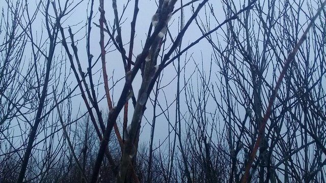 В Багратионовском районе распустилась верба (фото)