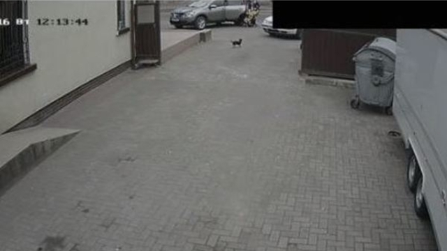 Жительница Советска, сбившая собаку: видеозапись выложил в интернет мой бывший муж