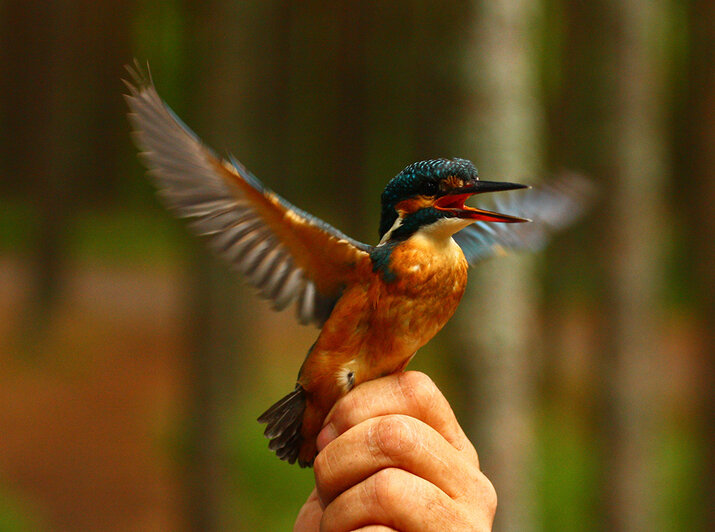 На Куршской косе поймали редкого зимородка (фото) - Новости Калининграда