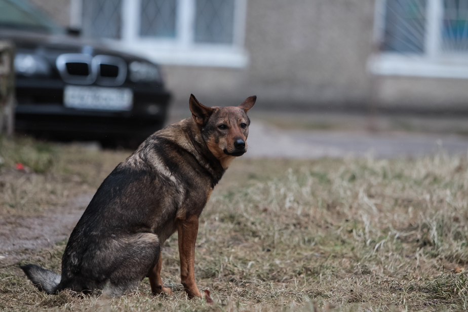 Архив "Клопс"