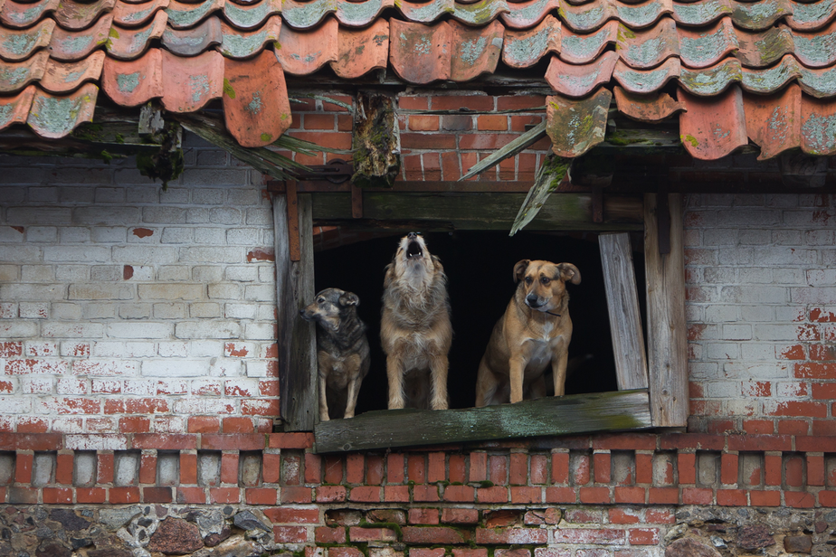 Архив "Клопс"