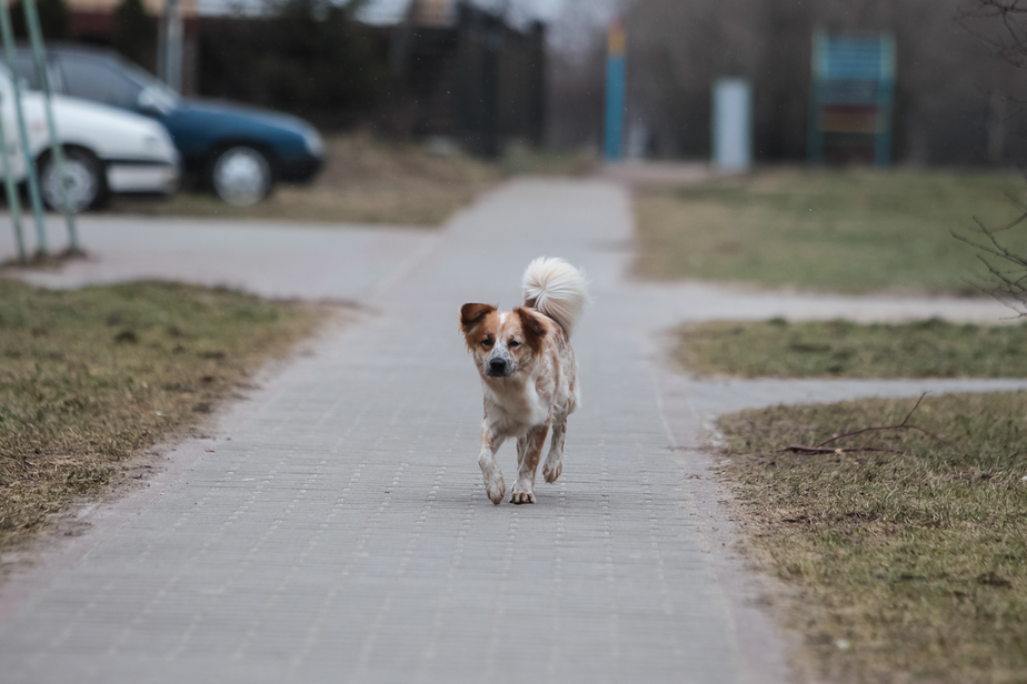 Архив "Клопс"