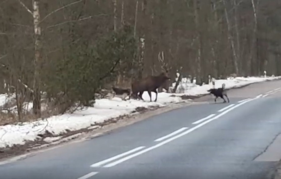 Кадр из видеозаписи очевидца