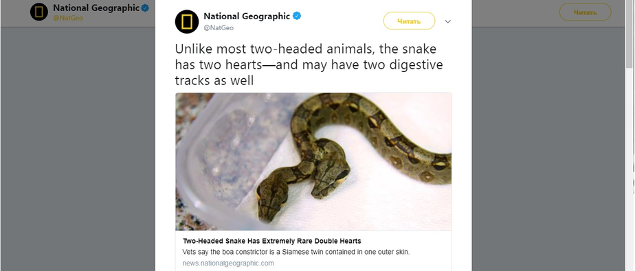 Скриншот страницы National Geographic в Twitter