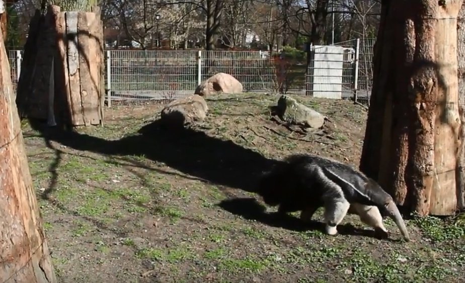 Фото: кадр из видео на Youtube