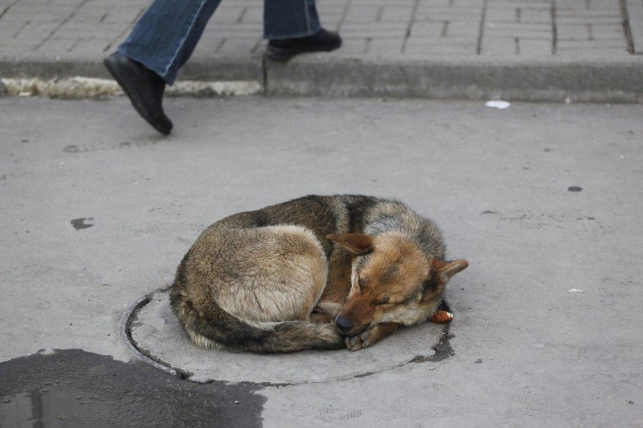 Архив "Клопс"