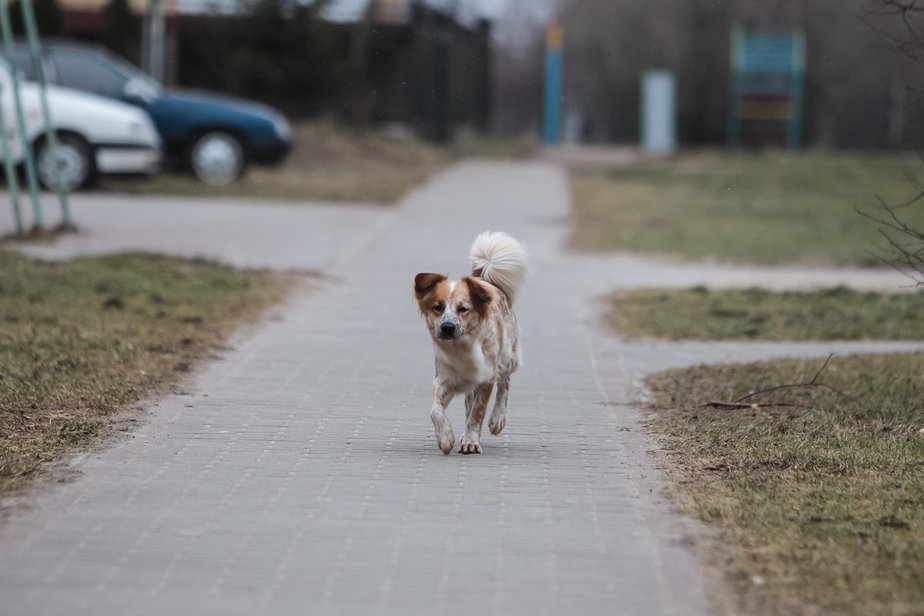 Фото Собак Архив