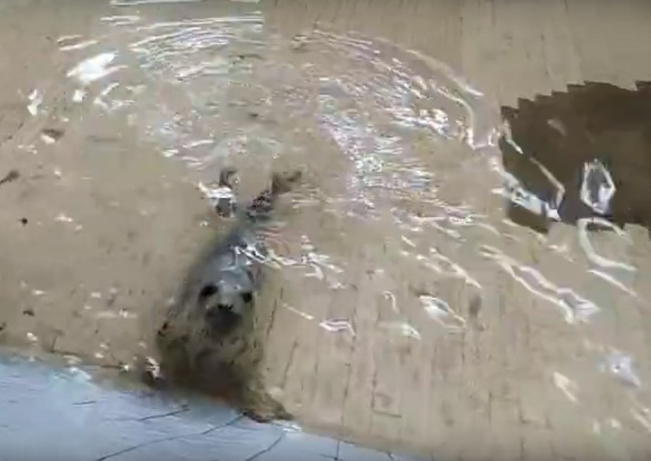 Фото: кадр из видео