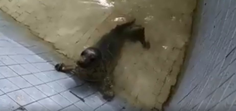 Фото: кадр из видео на Facebook