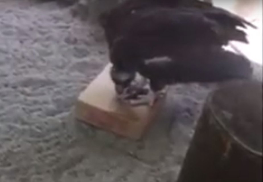 Кадр видеозаписи