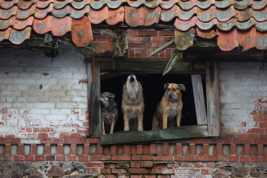 Архив "Клопс"