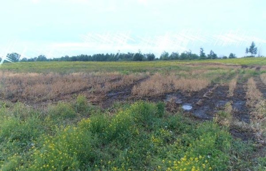 Фото: пресс-служба Минприроды Калининградской области