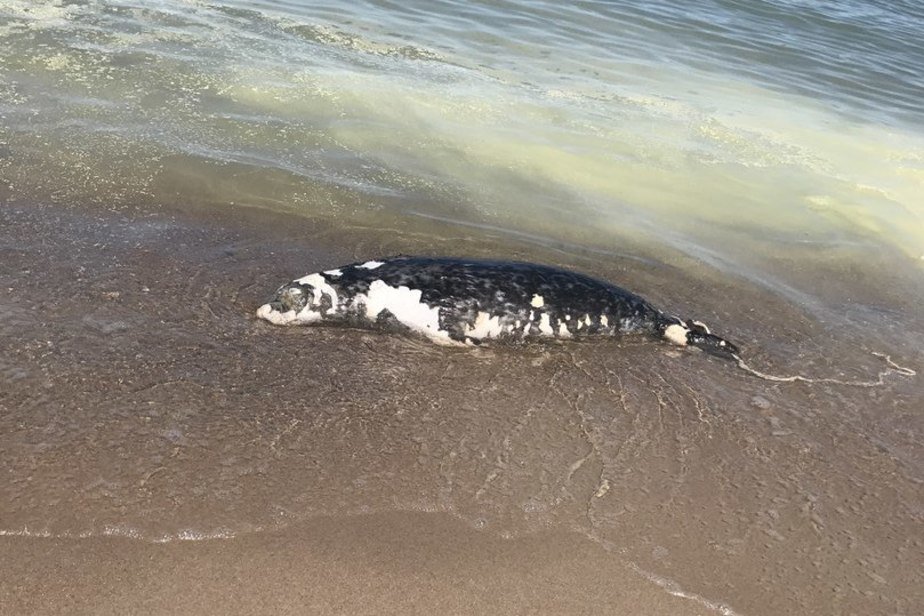 Какие акулы водятся в балтийском море фото и названия