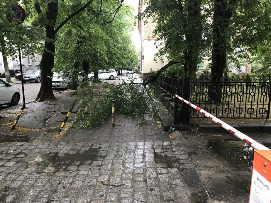 Упавшие деревья, сломанная остановка: в Калининград пришёл циклон из Скандинавии (фото, обновляется)
