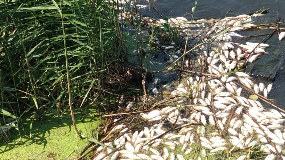 Очевидец: В озере городского парка Гурьевска массово гибнет рыба (фото)