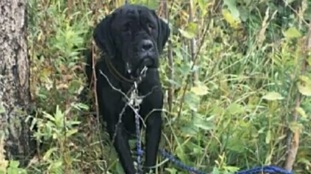 Калининградские зоозащитники ищут хозяина для найденной на привязи в лесу собаки кане-корсо