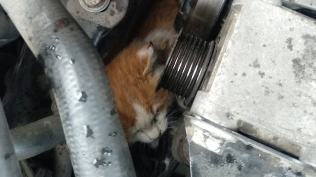 Ради спасения застрявшего в двигателе бездомного котёнка калининградец вызвал эвакуатор и разобрал полмашины