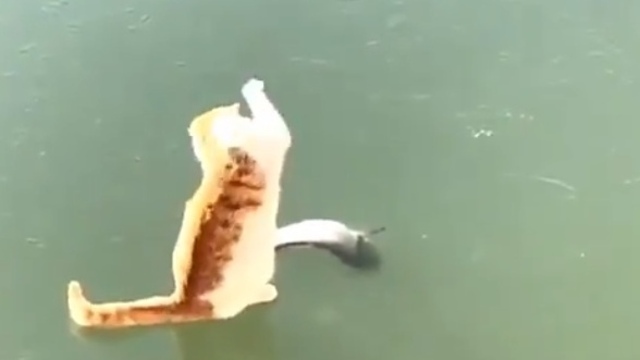Пытающийся поймать рыбу на замёрзшем водоёме кот стал звездой соцсетей (видео)