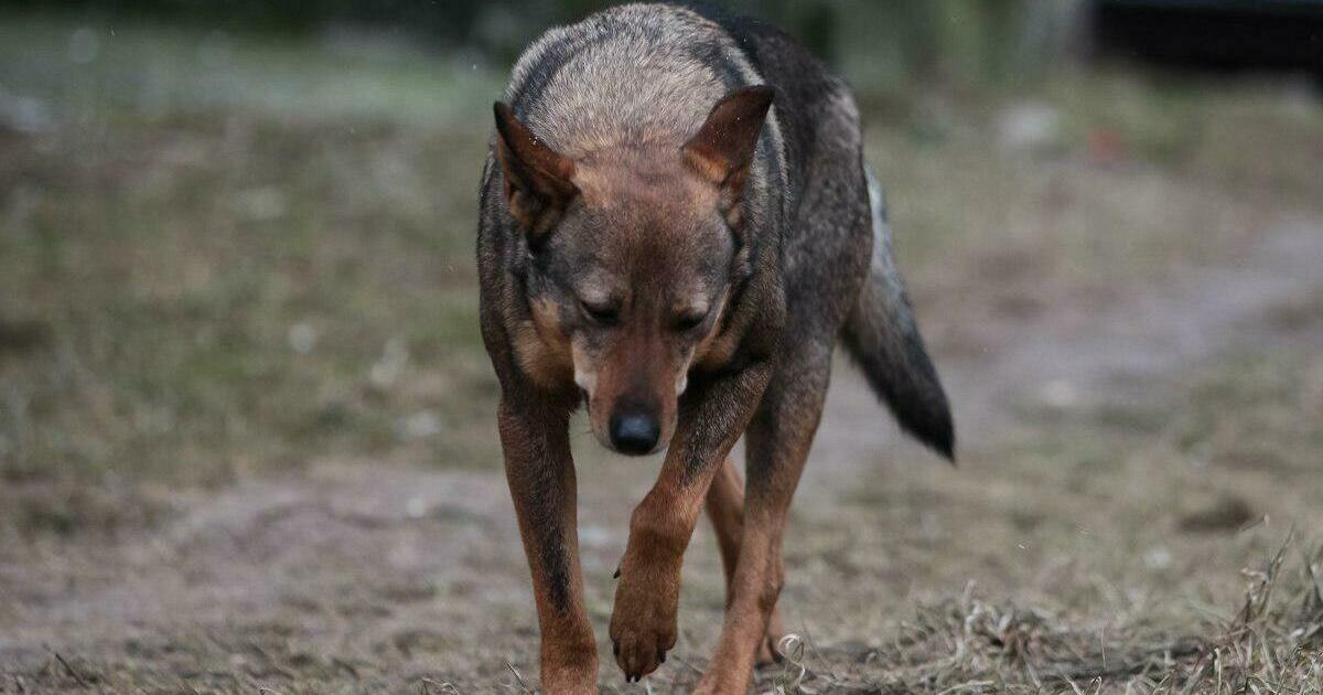 Страдания животных фото