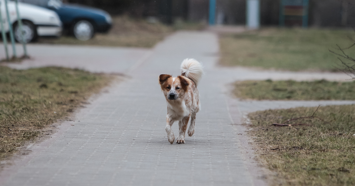 Собака освобождает собаку