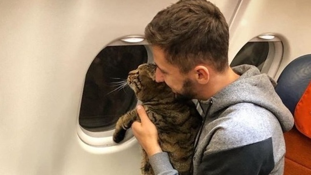 В Шереметьево пассажира не пустили в самолёт из-за толстого кота  