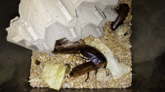 В Калининградском зоопарке рассказали, чем питаются кормовые тараканы