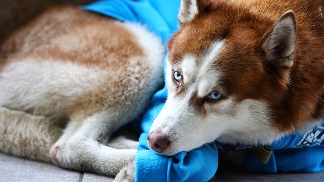 Хаски в синем свитере: в Калининграде пёс ходит с хозяйкой на работу и ждёт на улице по восемь часов 