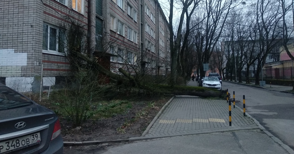 В Калининграде дерево упало в окно жилого дома (фото, обновлено .