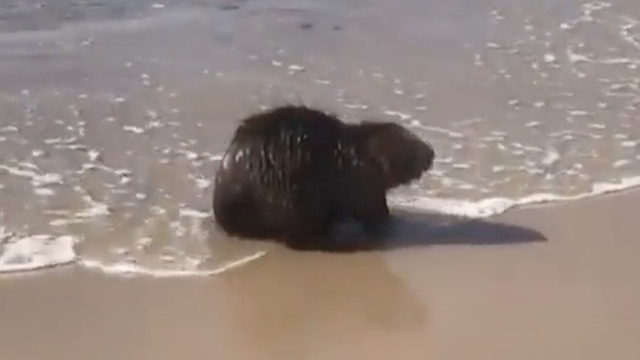 На Куршской косе купающегося в море бобра сняли на видео