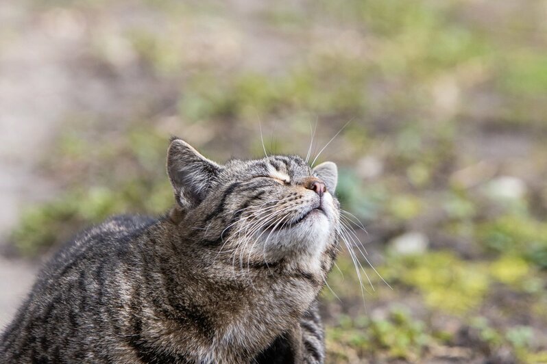 Архив фото котов