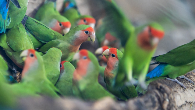В Калининградском зоопарке открыли обзорную площадку для посетителей около «Дома тропических птиц»