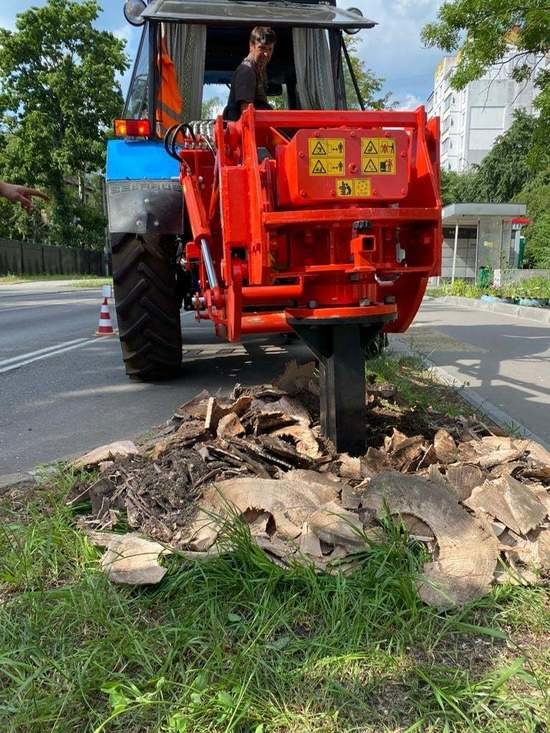 В Калининграде начали выкорчёвывать пни вдоль тротуаров для посадки деревьев - Новости Калининграда | Фото: МБУ «Чистота» / Facebook В Калининграде начали выкорчёвывать пни вдоль тротуаров для посадки деревьев - Новости Калининграда | Фото: МБУ «Чистота» / Facebook