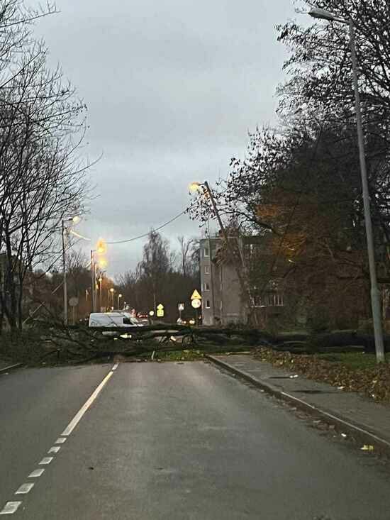 На Парковой аллее упавшее дерево перегородило дорогу (фото) - Новости Калининграда | Фото: очевидец