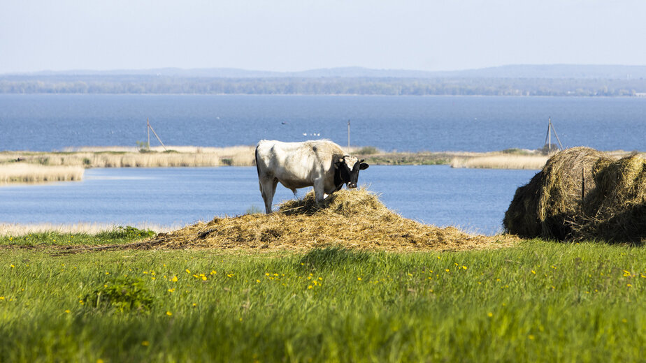 Лейкоз фото больных