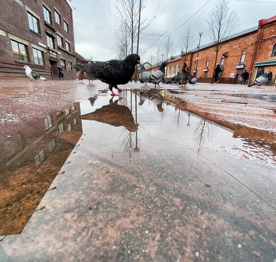 Голуби на асфальте фото