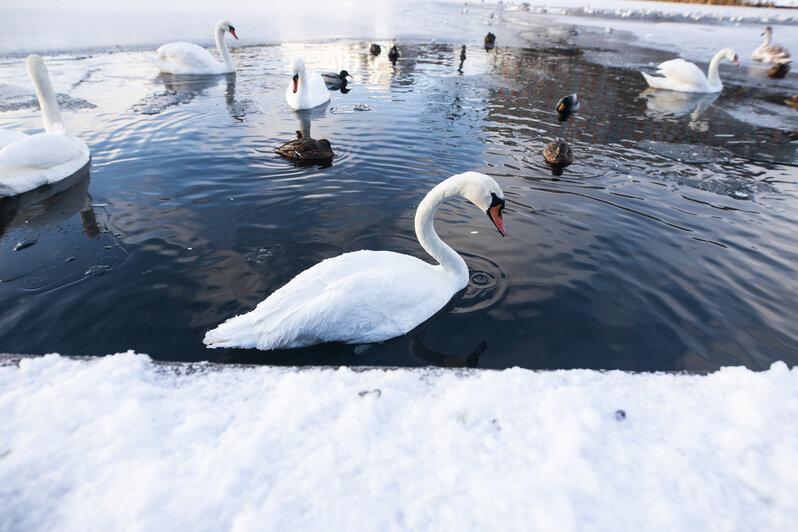 Фоторепортаж: на Верхнем озере лебеди и утки ютятся в полынье - Новости Калининграда