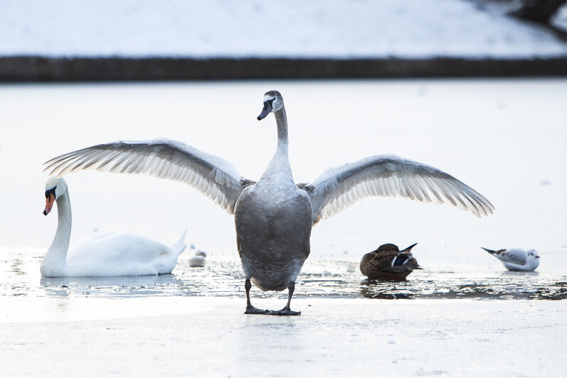 Фоторепортаж: на Верхнем озере лебеди и утки ютятся в полынье - Новости Калининграда