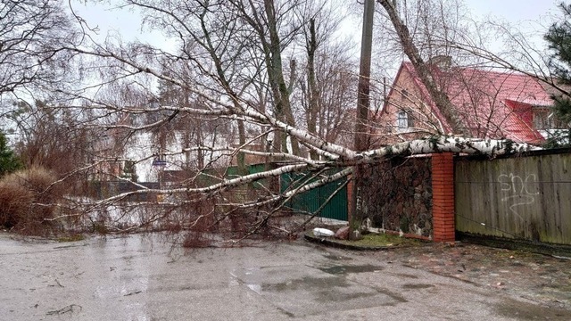 Перегороженные дороги, порванные провода и побитые авто: что натворил шторм в Калининграде