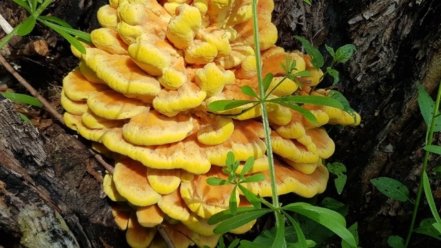 В калининградских лесах собрали первый урожай съедобного древесного гриба  