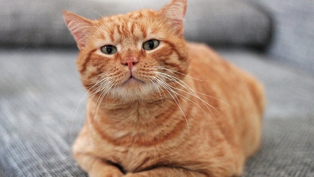 Хвостатые массажисты и диванные акробаты: 10 калининградских котов и кошек, которые отчаянно ищут новый дом