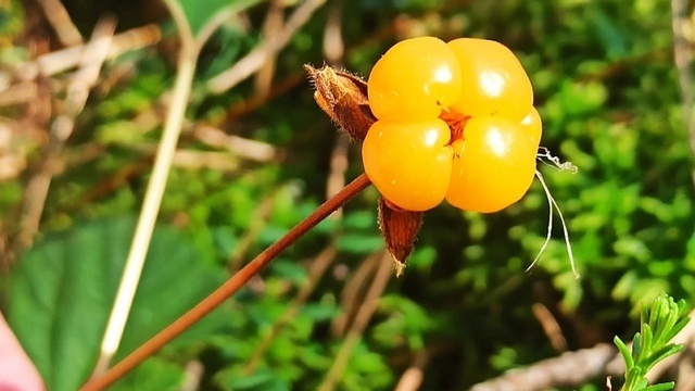 5 ягод, которые надо успеть собрать в лесах Калининградской области в августе