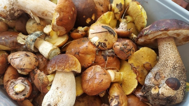 Калининградцы вёдрами собирают опята и подосиновики: 7 грибников рассказали, где нашли добычу