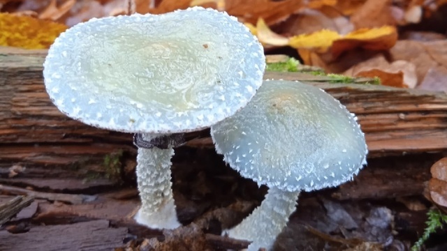 5 «инопланетных» грибов, которые прятались в лесах Калининградской области, часть 3 (фото)